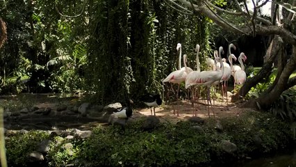 Sekumpulan angsamixkit-group-of-flamingos-on-the-shore-of-a-lake-4681-medium