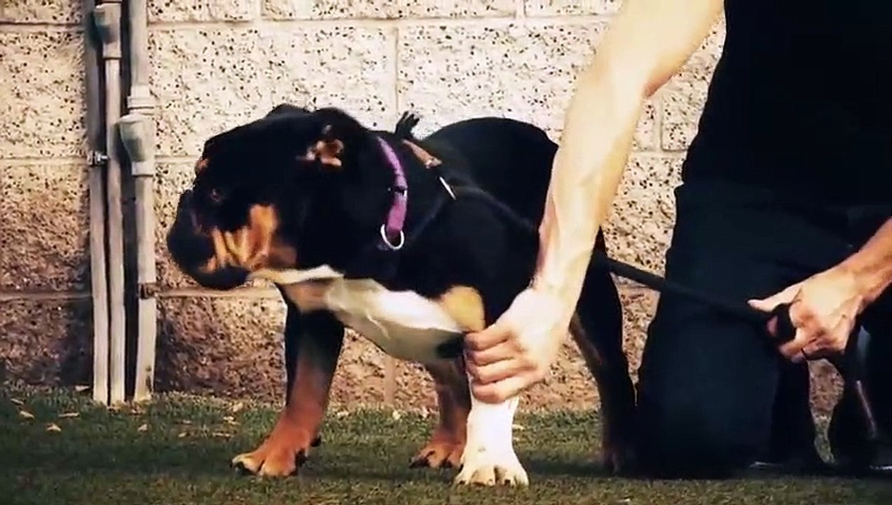 Dog - Impossible - Se1 - Ep05 - House Unrest HD Watch HD Deutsch