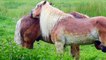 Farm animals: buffalo, cow, chicken, duck, sheep, goat - Animal sounds