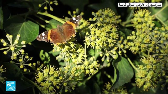 موجة حر استثنائية تصرب فرنسا