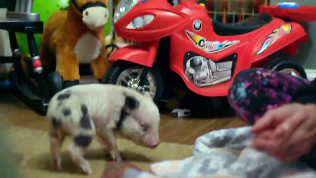 Dodo Heroes - Se2 - Ep02 HD Watch HD Deutsch