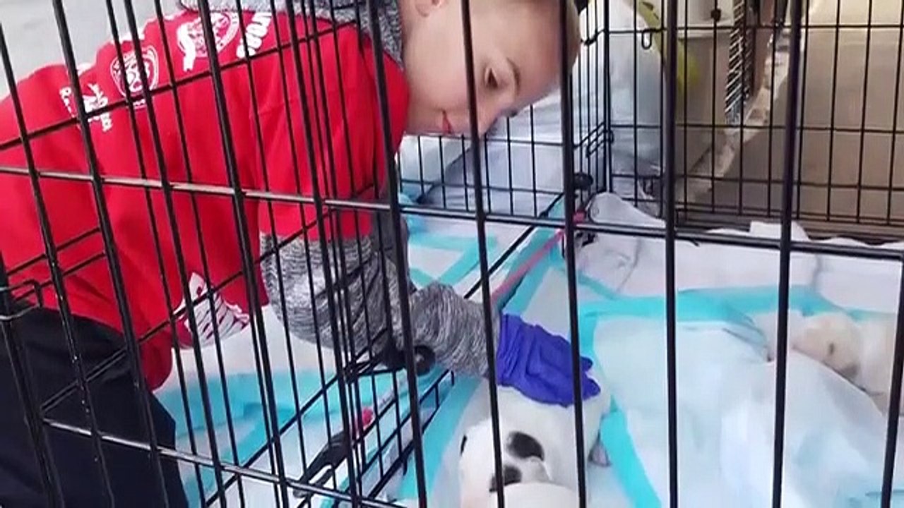 Dodo Heroes - Se2 - Ep04 HD Watch HD Deutsch