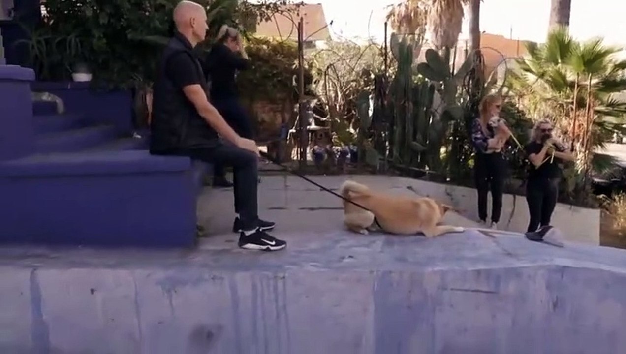 Dog - Impossible - Se1 - Ep02 - Don't Fear the Collar HD Watch HD Deutsch