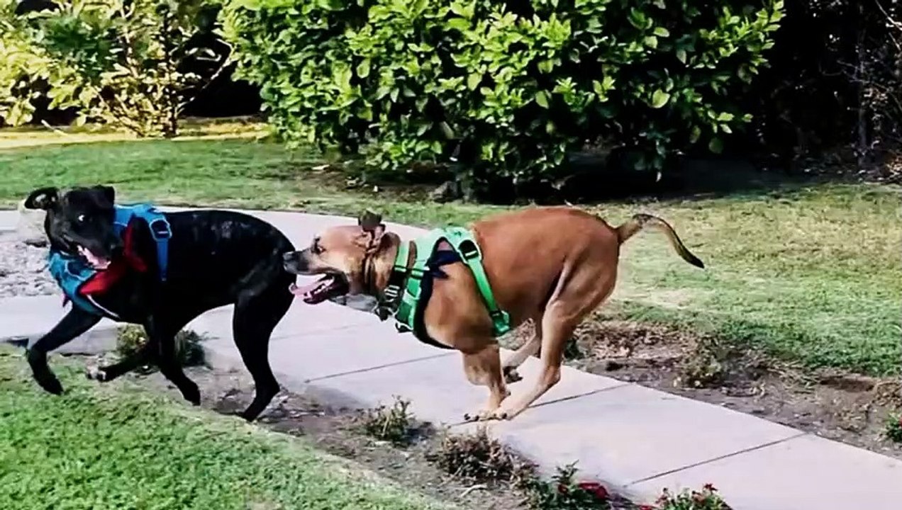 Dog - Impossible - Se1 - Ep03 - Dangerous Dynamics HD Watch HD Deutsch