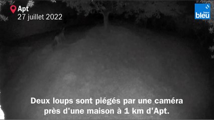 Des loups dans le jardin d'une maison près d'Apt
