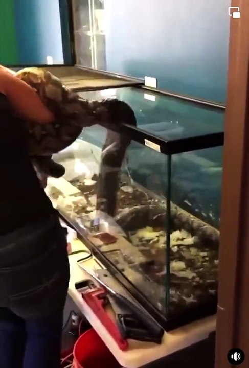 Snake attacks owner as she tries to take it out of cage