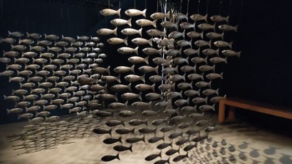 Les poissons dans le Port-Musée de Douarnenez