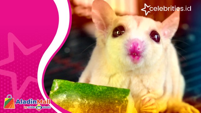 Begini Cara Raup Puluhan Juta dari Budidaya Sugar Glaider, per Ekor Mulai Rp3 Jutaan