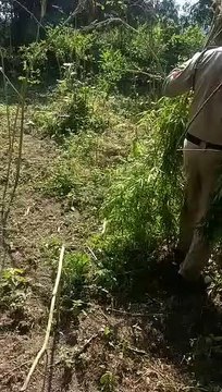 Hemp cultivation was being done here in MP, hemp plants were planted in the middle of the tur crop, 3 arrested