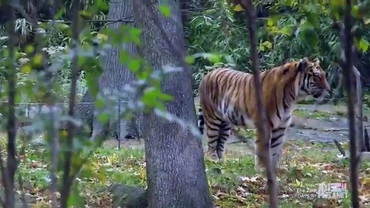 The Zoo (2017) - Se2 - Ep02 - The Tiger's Dance HD Watch HD Deutsch