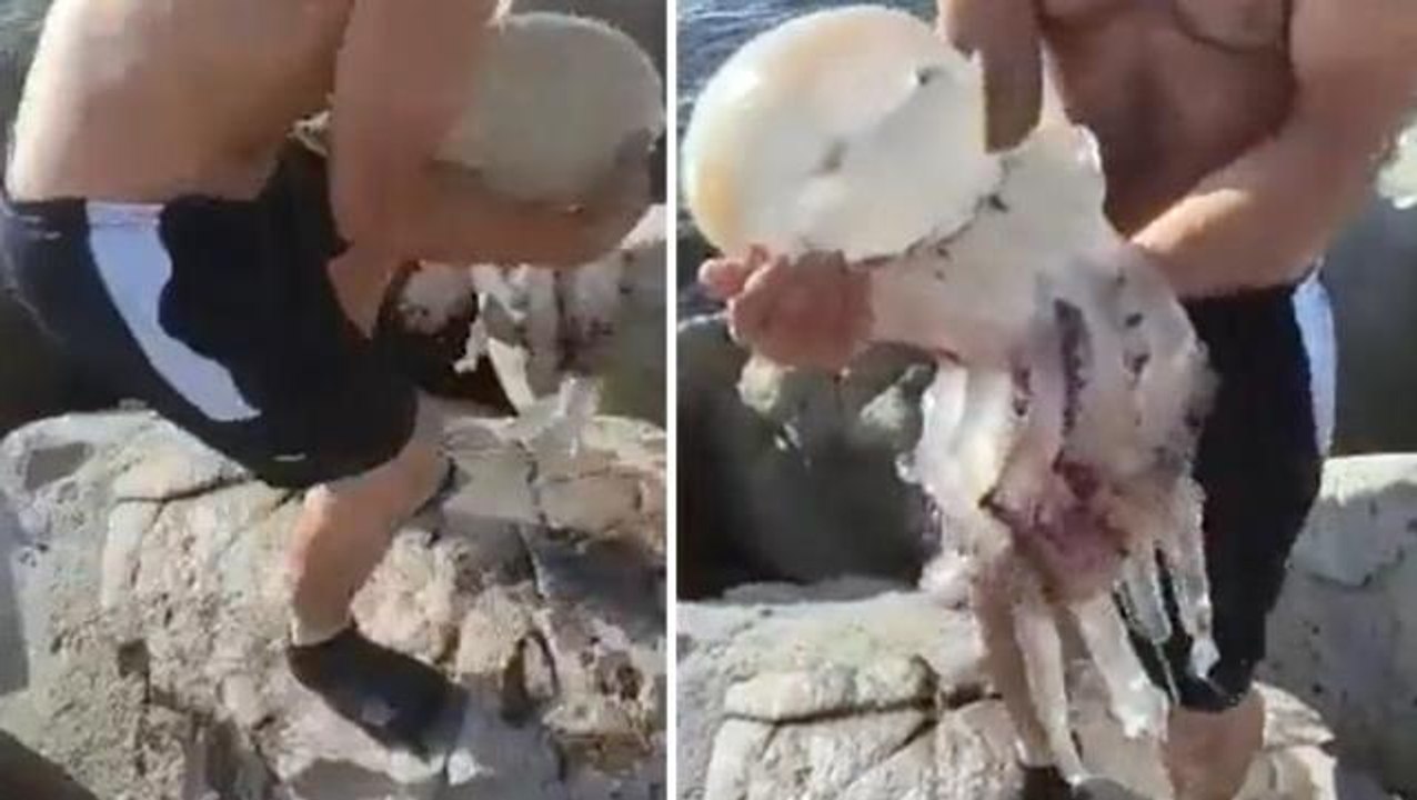 Ahtapot diye dev deniz anasını kucağına alan vatandaş hatasının bedelini ağır ödedi