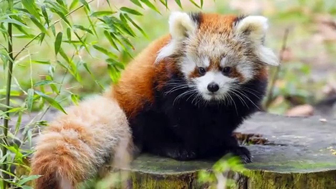 The Zoo - Se3 - Ep07 HD Watch HD Deutsch