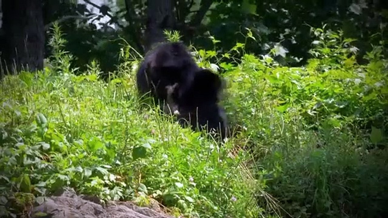 The Zoo - Se3 - Ep10 - Boubas Back HD Watch HD Deutsch