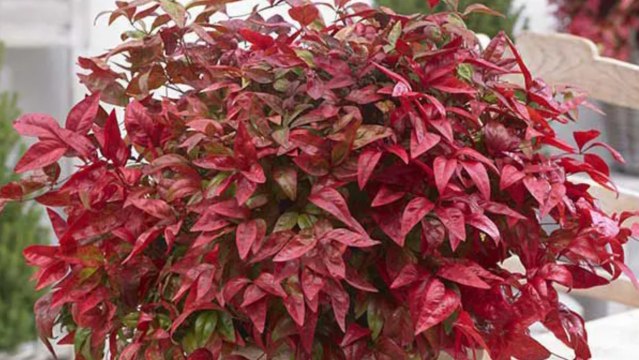 The Best Shrubs For Winter Containers