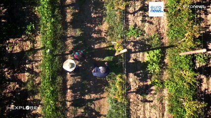 Exploring the rich tradition of winemaking in Azerbaijan