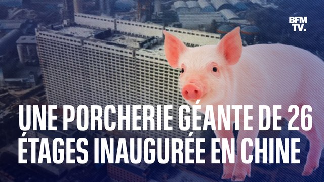 Chine: inauguration de l'hôtel de porcs , une porcherie géante de 26 étages