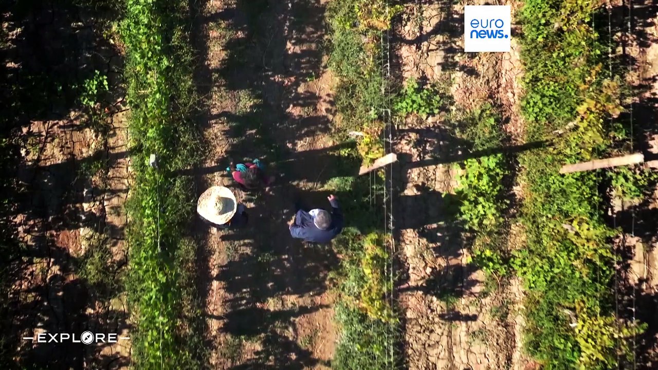 4000 Jahre Weinanbau in Aserbaidschan