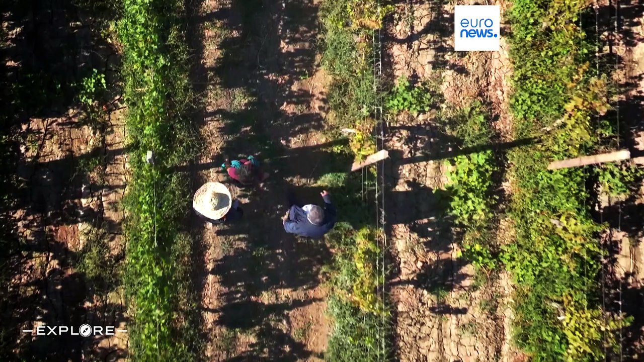 Uma viagem ao berço da viticultura do Azerbaijão