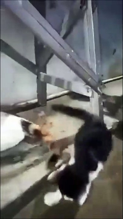 Tiens des noix... Chat trop gourmand qui mange n'importe quoi