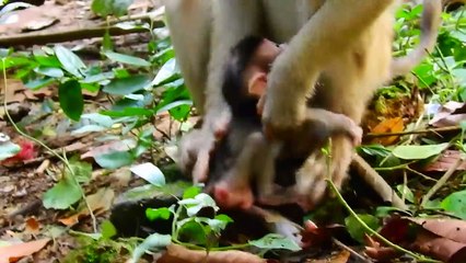 [ Straggle...Poor Baby Brady ] How can baby BRADY living