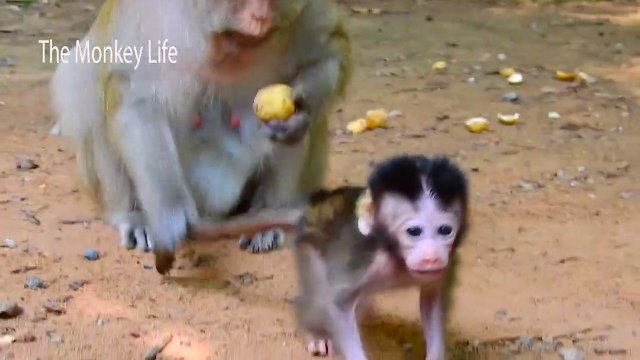 Old mummy Toma doesn't care baby Tilly because of fruit
