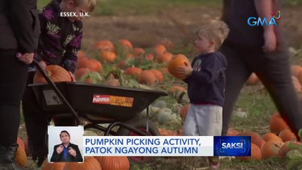 Pumpkin picking activity, patok ngayong autumn | Saksi