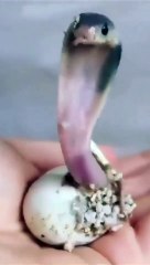 anak ular king kobra menetas