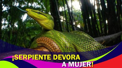 Una pitón gigante se devoró a una mujer; vecinos la sacan de su estómago