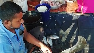 Exclusive Fish Cutting and Massive Fish Cutting Experience