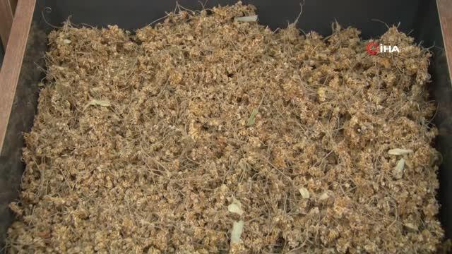 Birçok hastalığa iyi gelmesiyle bilinen ıhlamurun kilogramı 400 TL'ye satılıyor