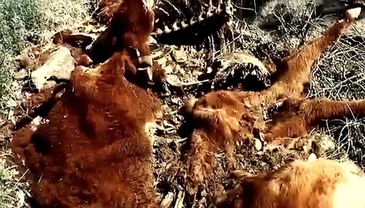 In Search of Monsters - Se1 - Ep04 - The Jersey Devil HD Watch HD Deutsch