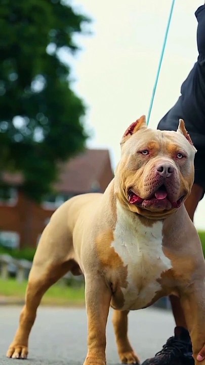 Respect for dog 