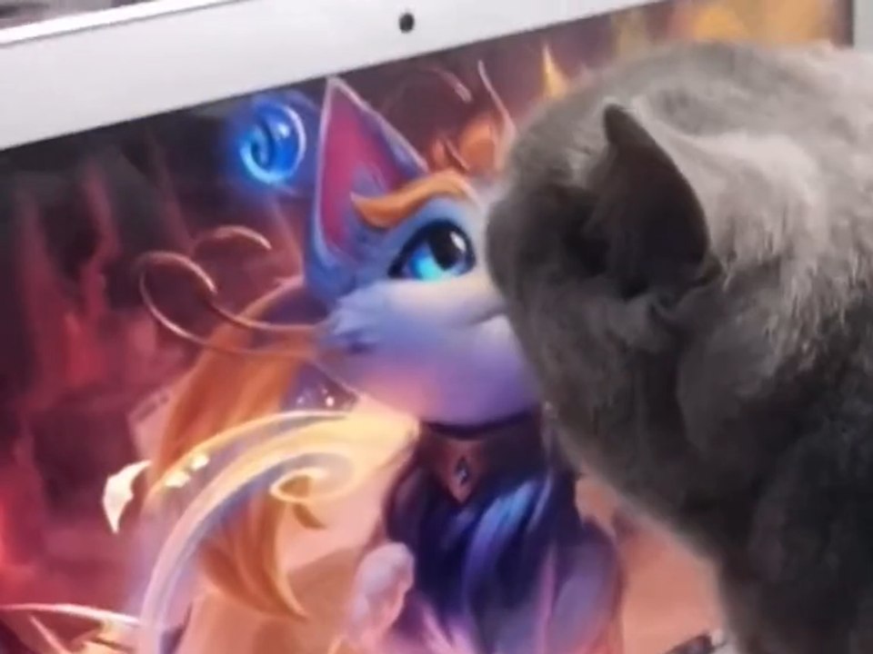 Gatinho e Yuumi 2 | Vídeo: @zheng_luck/TikTok