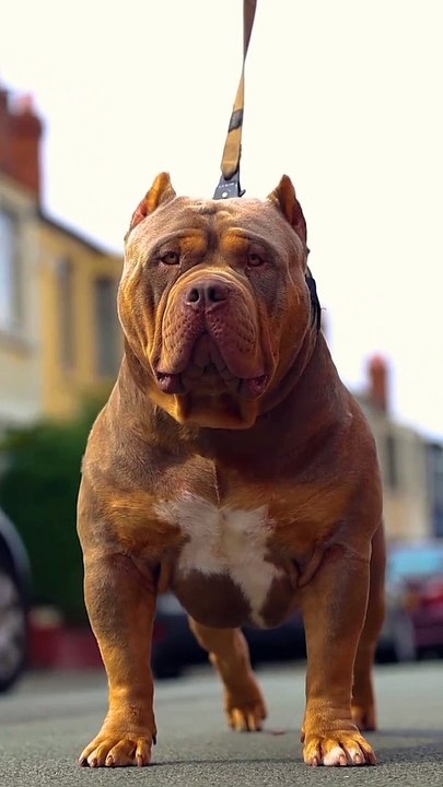Respect for dog 