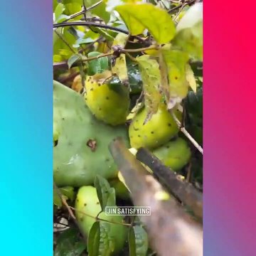 Farm Fresh Ninja Fruit | Tik Tok China | (Oddly Satisfying Fruit Ninja)