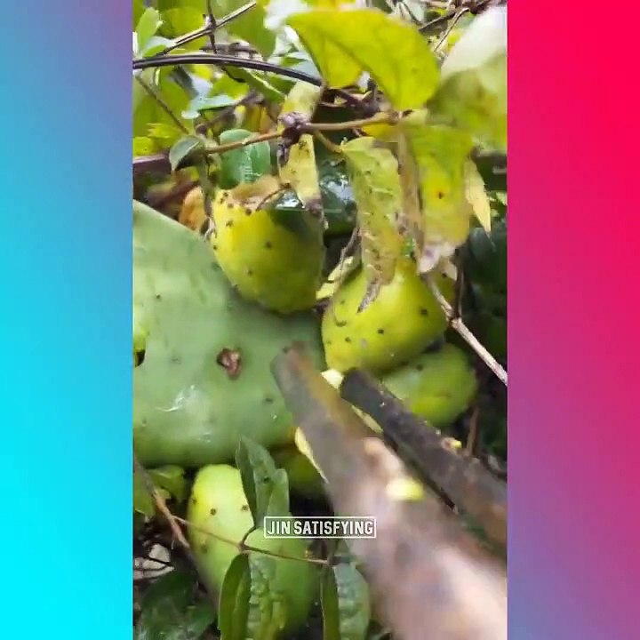 Farm Fresh Ninja Fruit | Tik Tok China | (Oddly Satisfying Fruit Ninja)