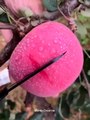 Farm Fresh Ninja Fruit Cutting Oddly Satisfying Fruit Cutting: Fruits You May Have Never Tasted