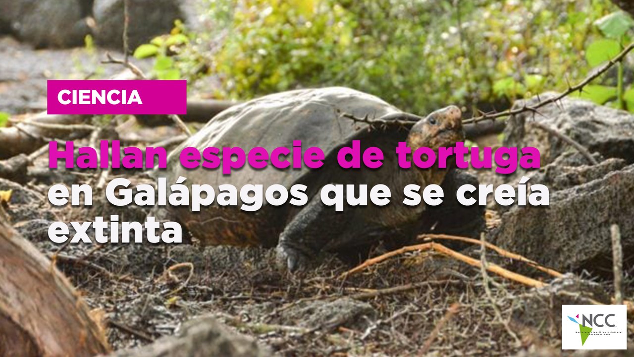 Hallan especie de tortuga en Galápagos que se creía extinta