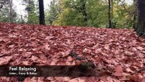 Relaxing Music with Nature Sounds, Forest Music, Sleep Music, Meditation Music_ @Feel Relaxing