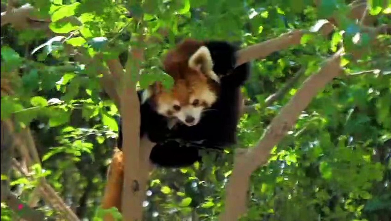 Musique de guérison pour le cœur et les vaisseaux sanguins - Musique douce, calme le système nerveux