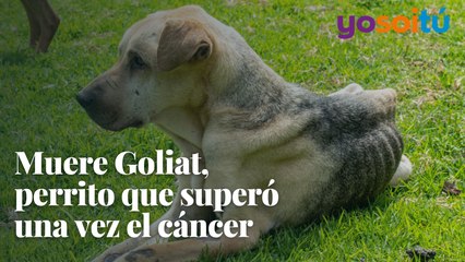 Muere Goliat, perrito que superó una vez el cáncer