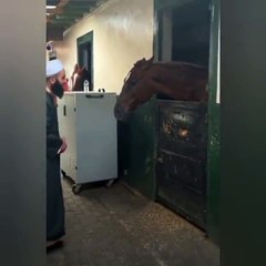 Allah zikrine karşılık veren atın görüntüsü viral oldu!