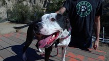 Yavapai Humane Society Pet of The Week #6