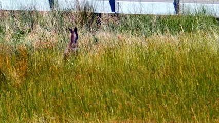 Torquay council seeking solutions to degradation of Victoria's vulnerable Karaaf wetlands