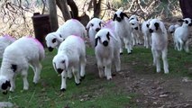 Yakinlah! Kamu Pasti Suka Dengan Domba Ini -  Domba Lucu Generasi Baru Yang Menggemaskan - Binatang Lucu