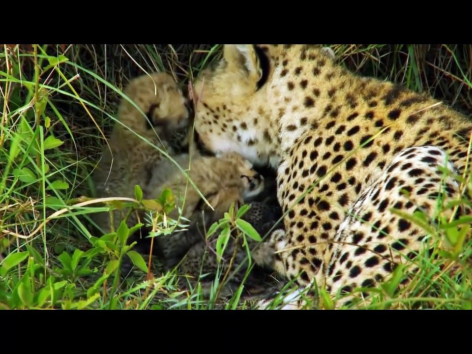Cheetahs - Fastest Hunters in Africa