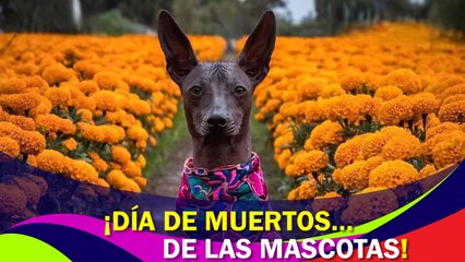 Se celebra el Día de los Muertos de las Mascotas