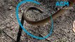 Eastern brown snakes found on South Coast, NSW