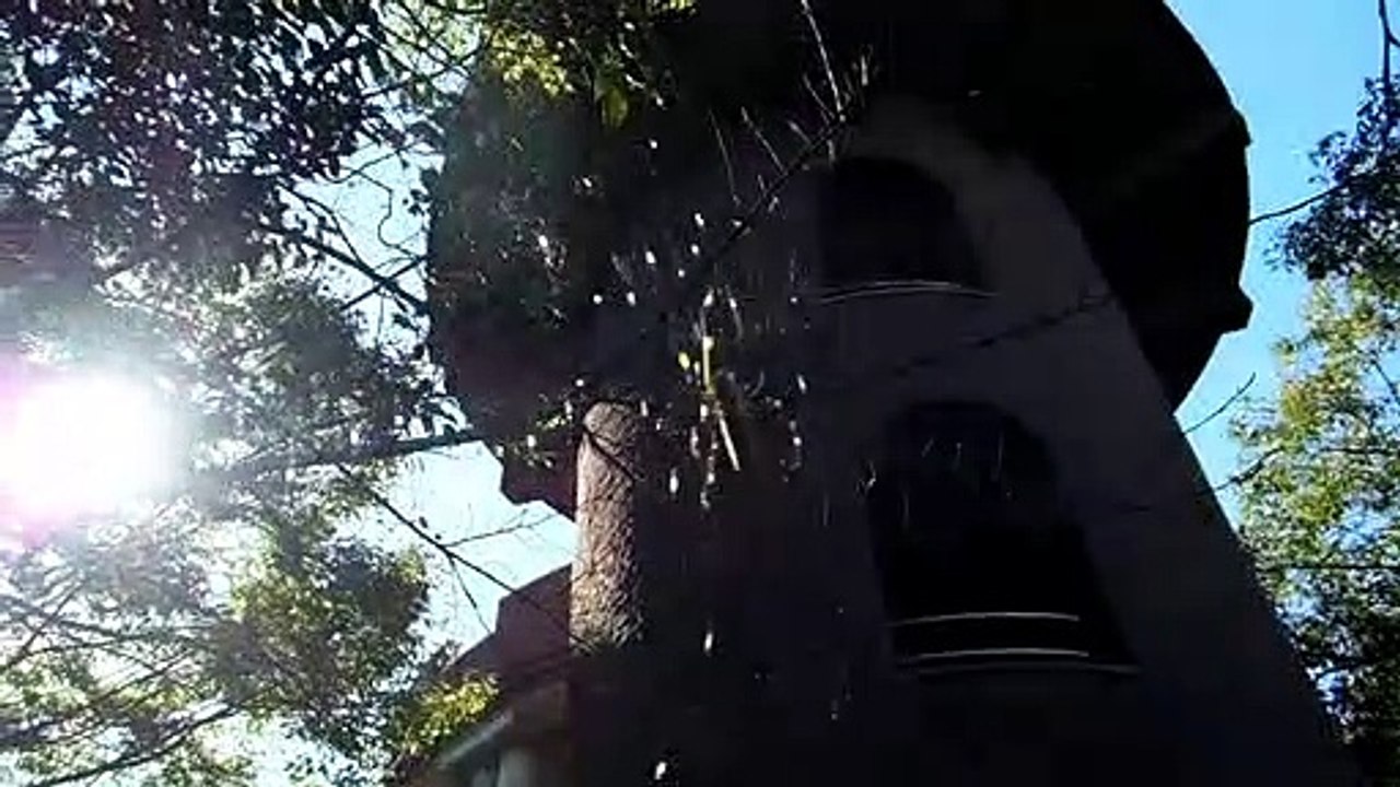 Spider at Work in Japan