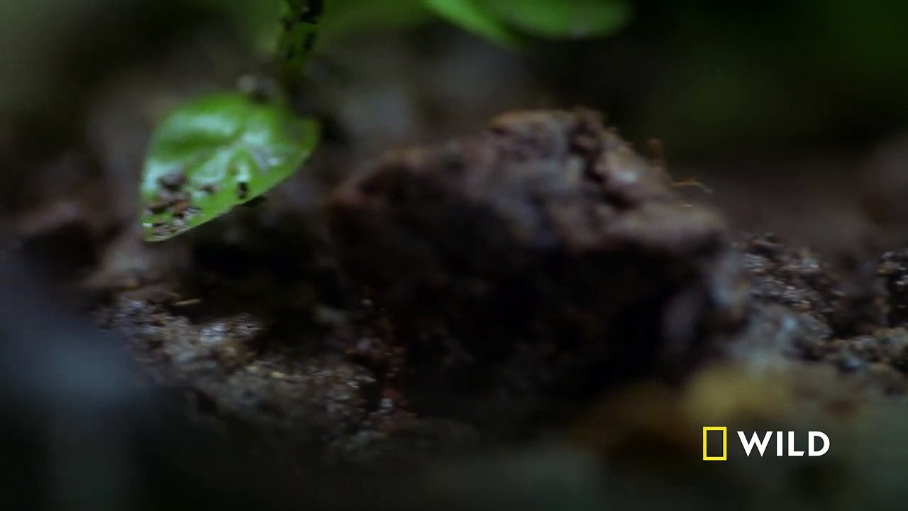 Documentary - Night of the Living Dead (Full Episode)  - Dead By Dawn